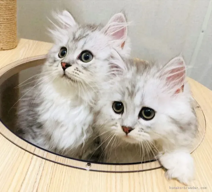 松阪市で猫と出会うなら？保護猫カフェ「かぎしっぽ」とブリーダー以外の選択肢